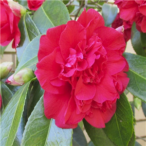 Camellia Japonica 'Kramers Supreme'
